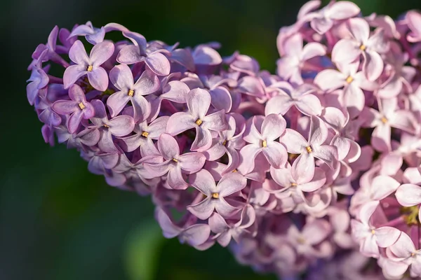 Lilac mekar bunga pemandangan musim semi. Pemandangan makro mekar ungu musim semi. Spring lilac flowers macro . — Stok Foto