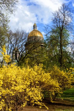 Saint-Petersburg, Rusya, 4 Mayıs 2019 - İlkbaharda sarı çalılarla St. Isaac Meydanı'ndaki St. Isaac Katedrali'nin görünümü