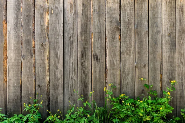Ahşap çit arka plan üzerinde bahar yeşil çimen