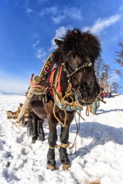 At bir boyunduruk dizgin ve ağacın yanında yay kalır