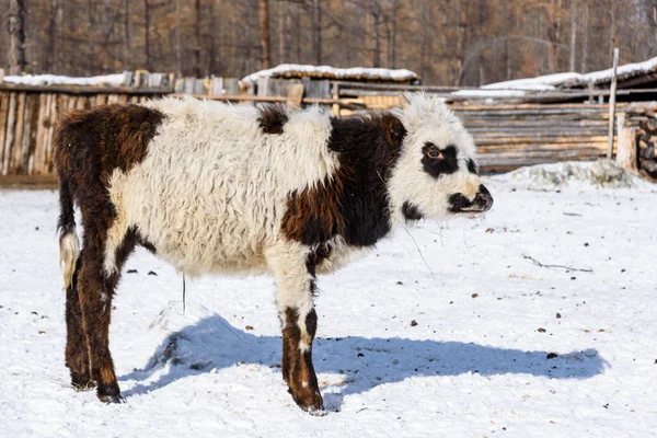 Mongolski biały brązowy cielę pozostaje w małej stodole — Zdjęcie stockowe