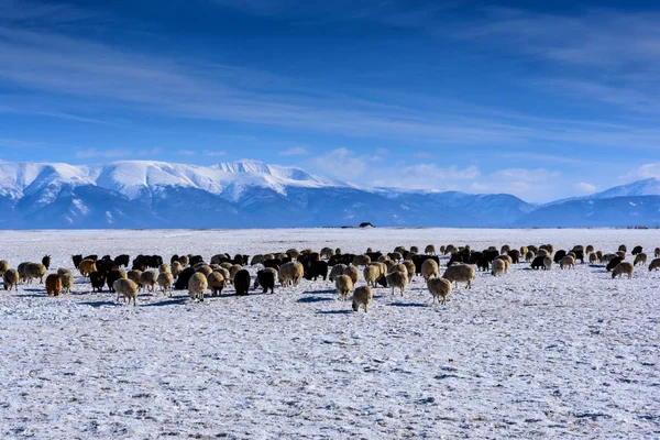 Uma manada de ovelhas e cabras pastando contra as montanhas no inverno — Fotografia de Stock