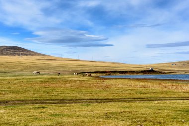 Baykal Gölü, tepeler ve inekler güzel gökyüzü ve bulutlar, Rusya Oklhon adası ile çim yemek