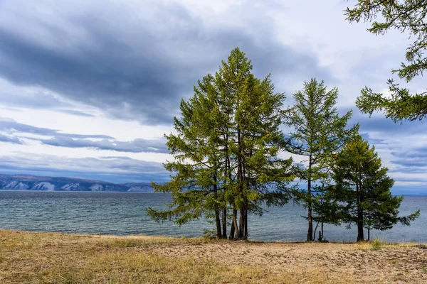 Lago Baikal, árbol y montañas de Siberia con hermoso cielo y nubes, Rusia Isla de Oklhon —  Fotos de Stock