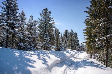 Dağlarda kar ve karla kaplı ağaçlar