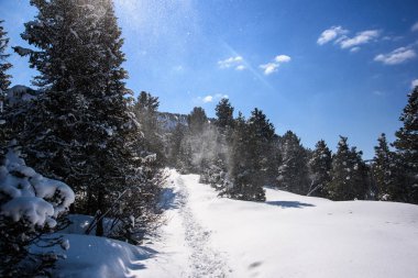Dağlarda kar ve karla kaplı ağaçlar