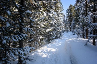 Dağlarda kar ve karla kaplı ağaçlar