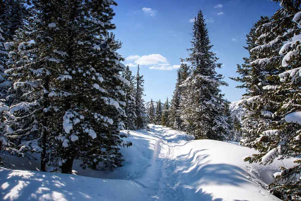 पहाड़ों में कबूतर और बर्फ से ढके हुए पेड़ — स्टॉक फ़ोटो, इमेज