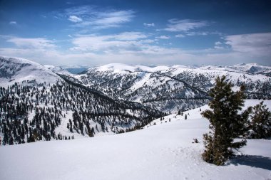 Dağlarda kar ve karla kaplı ağaçlar