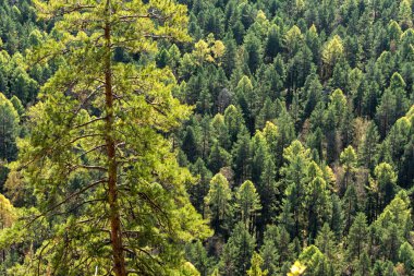 Sonbahar orman dikişsiz desen arka plan - yukarıdan görünüm