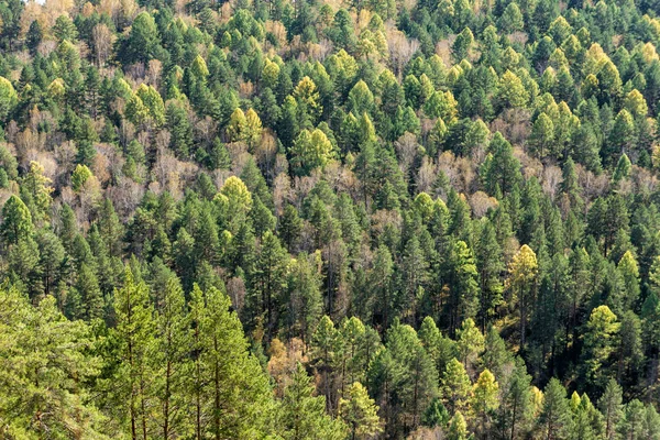 Otoño bosque sin costura patrón de fondo - vista desde arriba —  Fotos de Stock