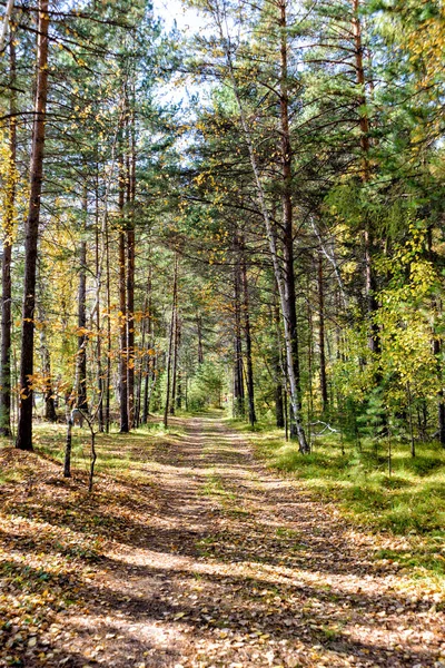 Camino en un hermoso bosque por la mañana —  Fotos de Stock
