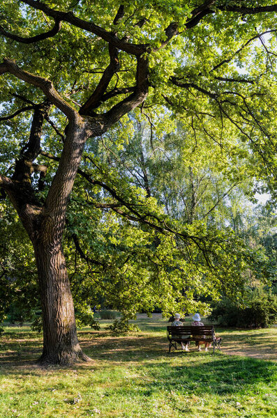 Вид сзади на женщин, сидящих на скамейке в зеленом парке под большим дубом
