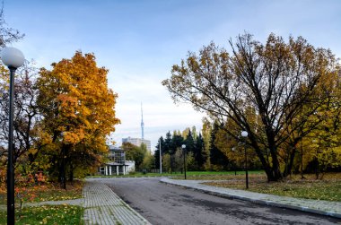 Sarı sonbahar ormanı ve bulutlu bir günde ufukta televizyon kulesi olan şehir
