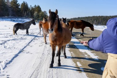 Adam, Rusya 'da kışın yolda vahşi kahverengi atlara yiyecek sunuyor.