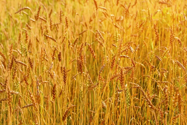 Fondo di maturazione spighe di prato campo di grano d'oro. — Foto Stock