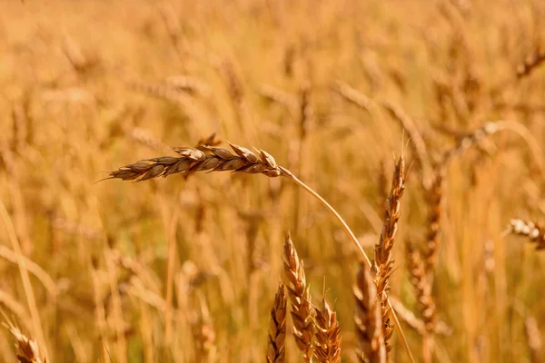 Fundo de amadurecimento orelhas de prado campo de trigo de ouro. — Fotografia de Stock
