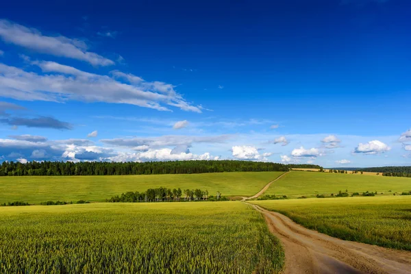 Летний пейзаж с пшеничным полем и облаками — стоковое фото
