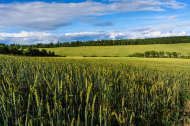 Buğday tarlası ve bulutlu yaz manzarası