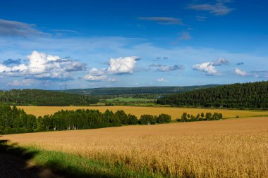 Buğday tarlası ve bulutlu yaz manzarası