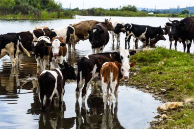 Endüstriyel kırsal alandaki yeşil bir çayırda inekler mavi bulutlu direklerin yanında.