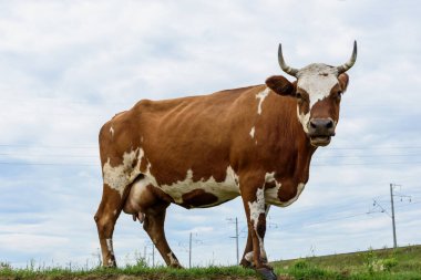 Endüstriyel kırsal alandaki yeşil bir çayırda inekler yazları mavi bulutlu karakolların yanında.