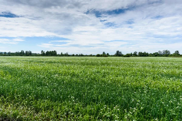 Campo Verde Con Cielo Nublado Bosque Fondo Verano —  Fotos de Stock