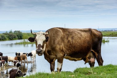 Endüstriyel kırsal alandaki yeşil bir çayırda inekler yazın mavi bulutlu karakolların yanında.
