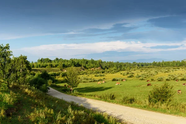 Koeien Grazen Een Groene Zonnige Zomerweide — Stockfoto