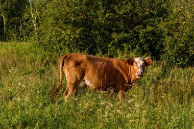 İnek yeşil yaz güneşli çayırda kalır