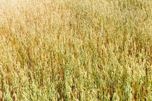燕麦黄田的软模糊背景 — 图库照片