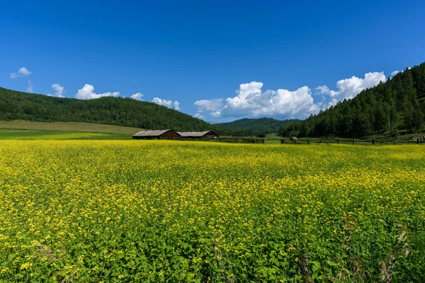 Flores Colza Amarelas Campo Com Céu Azul Floresta Fundo Cabanas — Fotografia de Stock