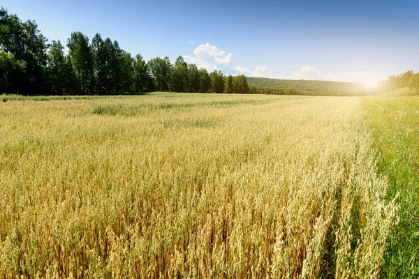 Sfondo Morbido Sfocatura Campo Giallo Avena — Foto Stock