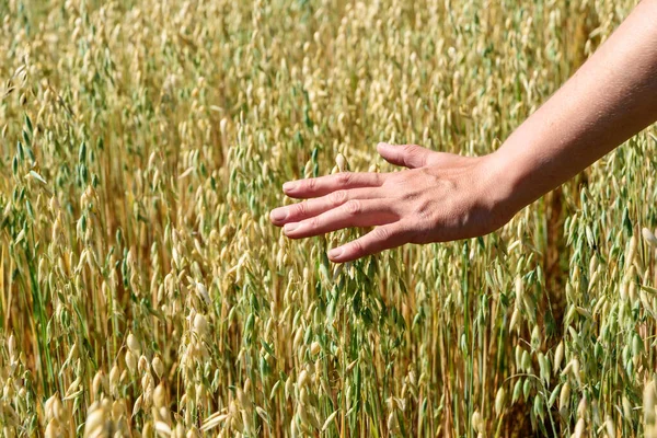 农夫的手摸着黑麦燕麦的耳朵 田里用麦片黑麦燕麦种子做成的绿耳朵 — 图库照片