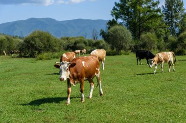 İnekler yeşil, güneşli bir yaz çayırında otluyor.