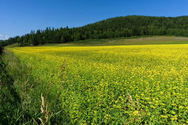Sárga Repce Virágok Mezőn Kék Erdő Háttérben Nyáron — Stock Fotó