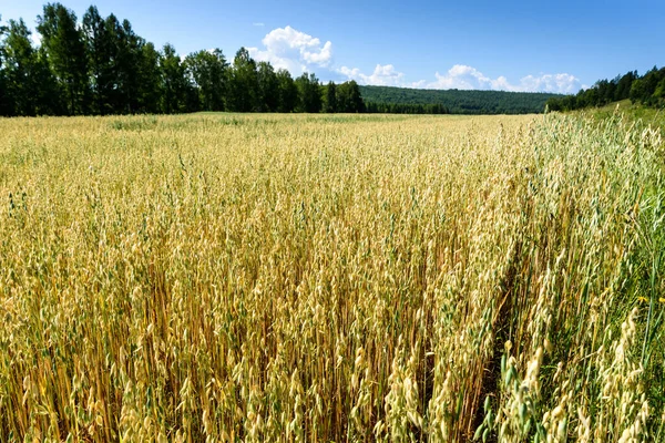 Fundo Borrão Macio Campo Amarelo Aveia — Fotografia de Stock