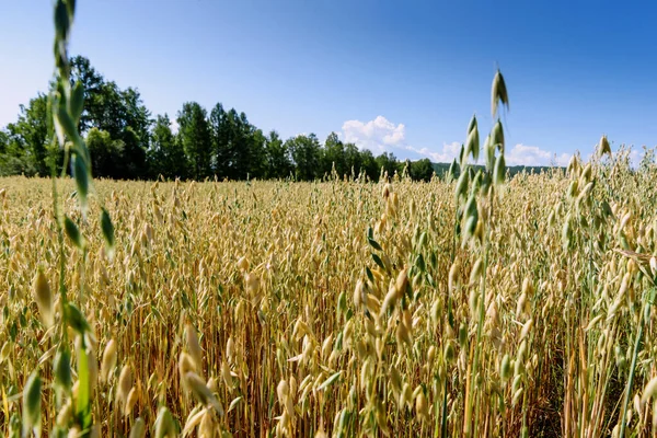 Fundo Borrão Macio Campo Amarelo Aveia — Fotografia de Stock