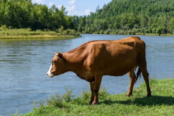 Krowa zostaje na zielonej łące w pobliżu rzeki. — Zdjęcie stockowe