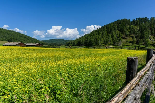 Flores de colza amarelas no campo com céu azul, cerca velha de madeira e cabanas no verão — Fotografia de Stock