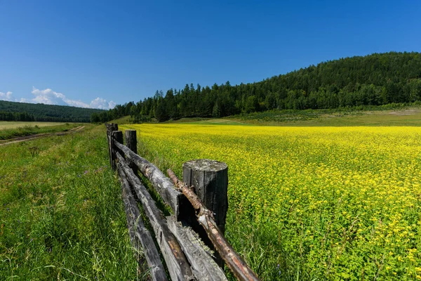Flores de colza amarelas no campo com céu azul e cerca velha de madeira no verão — Fotografia de Stock
