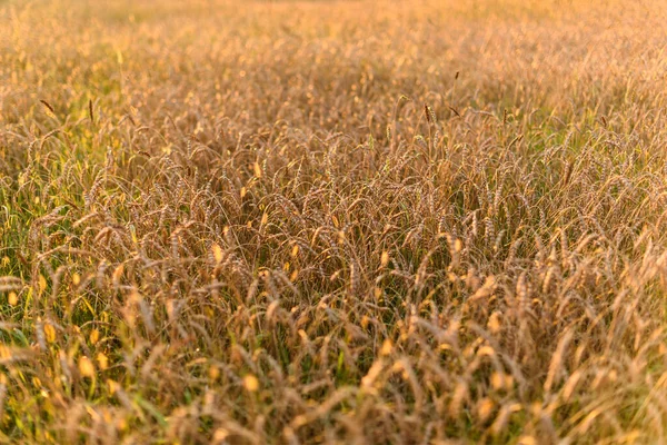 Fundo de amadurecimento orelhas de prado campo de trigo de ouro. — Fotografia de Stock