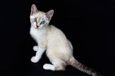 Siyah arka planda mavi gözlü sevimli tekir kedi yavrusu kameraya bakıyor.