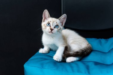 Siyah arka planda mavi gözlü sevimli tekir kedi yavrusu kameraya bakıyor.