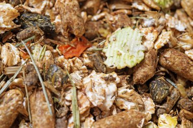  doğal sportif temel müsli arka plan. Horse.Macro için