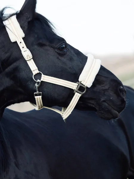 Portrait Bel Étalon Race Noire Dans Champ Printemps — Photo