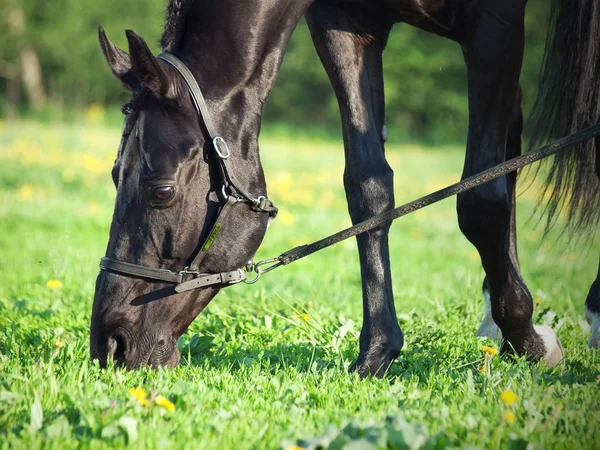 Portrait Beautiful Black Breed Grazing Stallion Summer — Stock Photo, Image