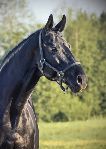 Portrait Beautiful Black Breed Stallion Summer — Stock Photo, Image