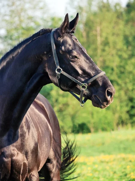 Portrait Beautiful Black Breed Stallion Summer — Stock Photo, Image