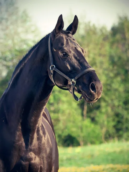 Beautiful Eye Horse — Stock Photo, Image